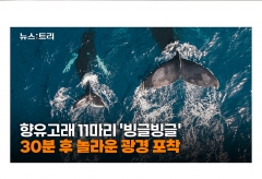 [영상] 향유고래의 출산...동료들이 출산 돕고 보모역할까지